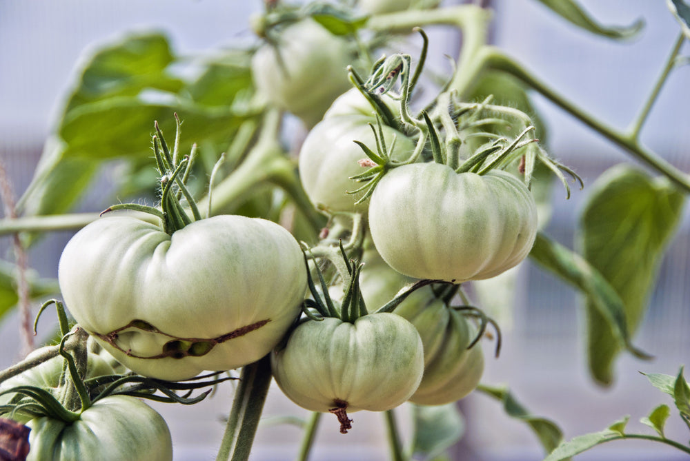 50 White Wonder Beefsteak Tomato (Lycopersicon) Seeds
