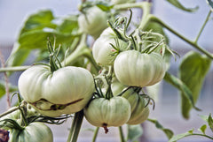 50 White Wonder Beefsteak Tomato (Lycopersicon) Seeds