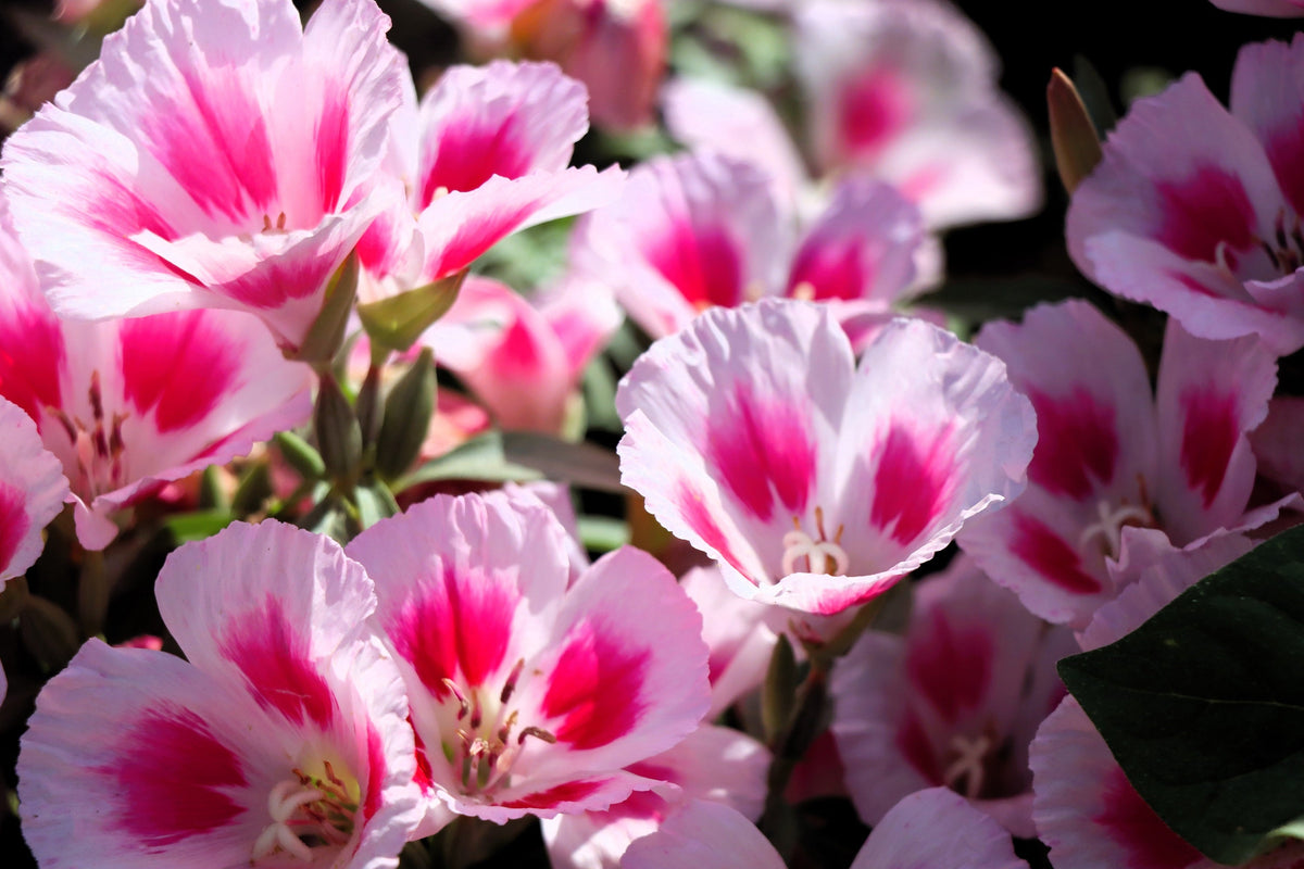 500 Pink FAREWELL TO SPRING Clarkia Elegans Godetia Flower Seeds