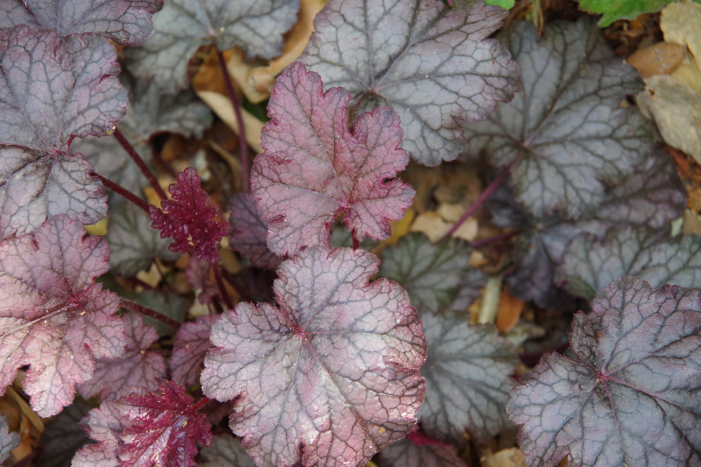 50 Palace Purple Heuchera (Heuchera Micrantha) Seeds
