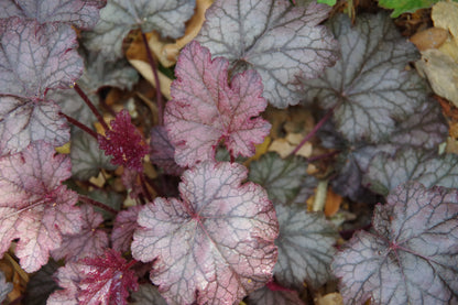 50 Palace Purple Heuchera (Heuchera Micrantha) Seeds