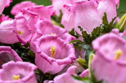 100 MIXED CANTERBURY BELLS - Crown Mix Campanula Medium Flower Seeds