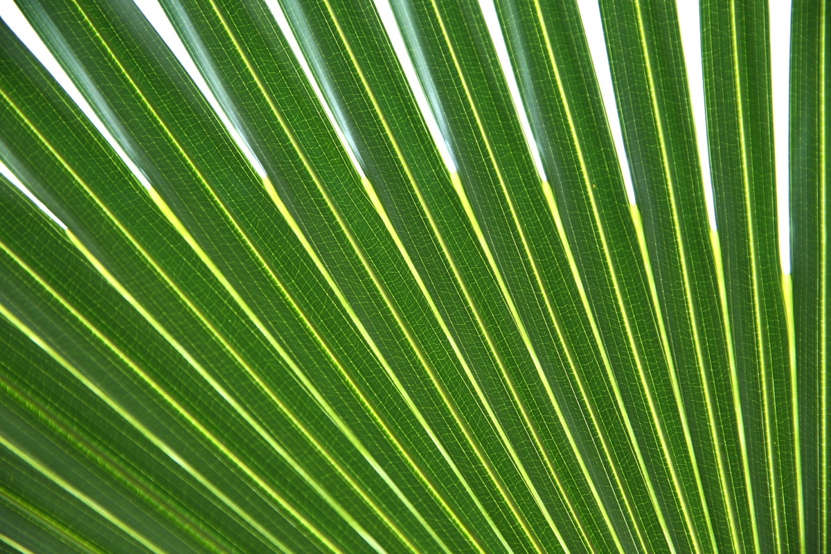 Green Saw Palmetto (Serenoa repens) Seeds – 5 ct