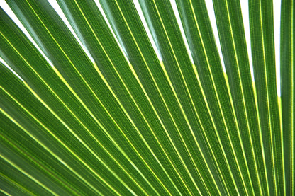 Green Saw Palmetto (Serenoa repens) Seeds – 5 ct