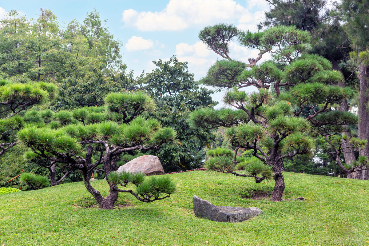 10 RED Japanese PINE TREE Korean Pinus Densiflora Evergreen Seeds