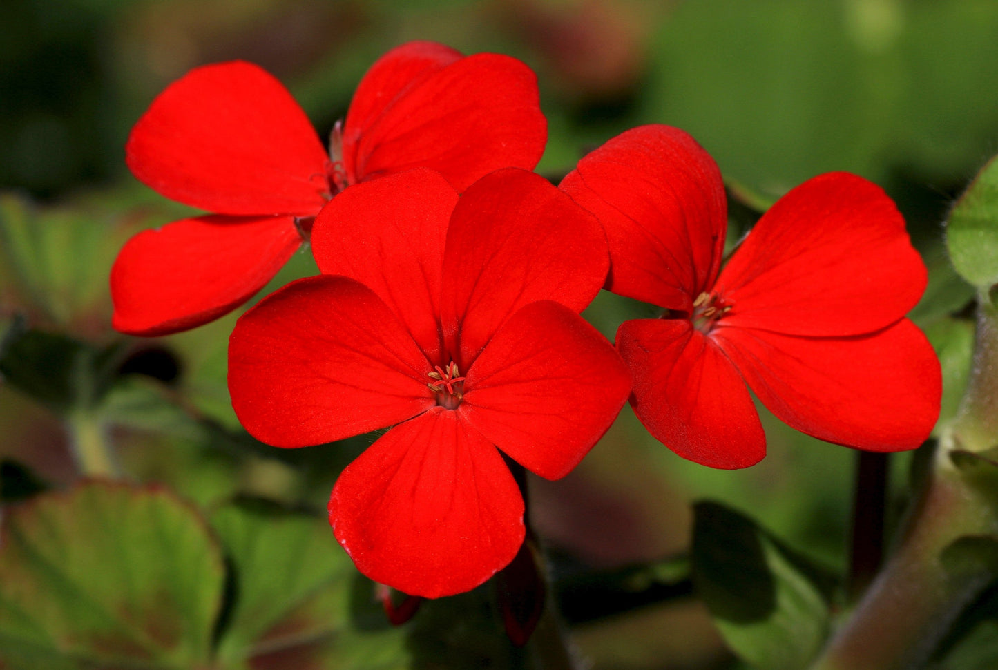 800 Red Drummond Phlox (Phlox Drummondii) Seeds