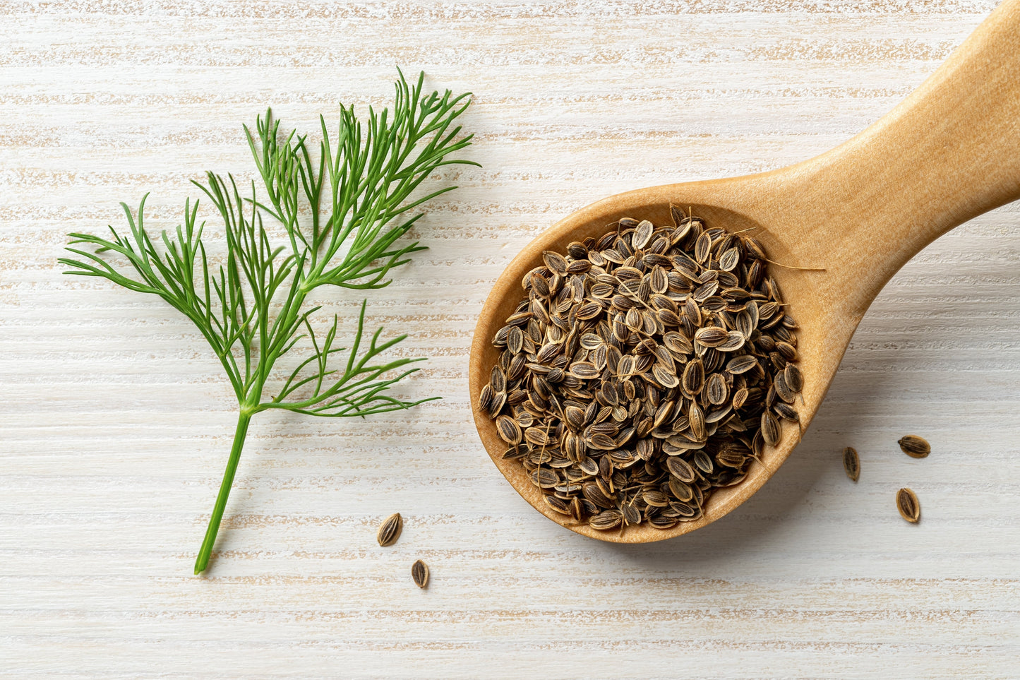 1000 Long Island Mammoth Dill (Anethum Graveolens) Seeds