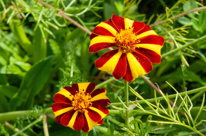 Court Jester French Marigold (Tagetes patula) Seeds – 100 ct