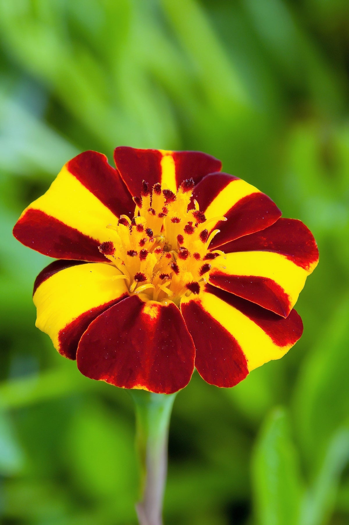 Court Jester French Marigold (Tagetes patula) Seeds – 100 ct