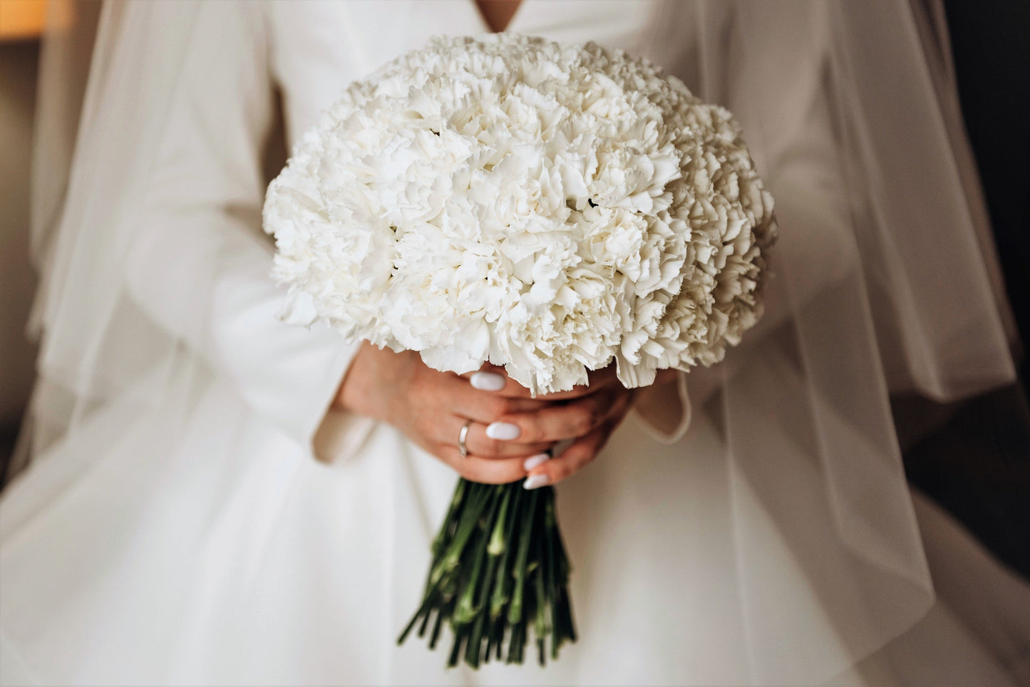 50 White Carnation (Dianthus Caryophyllus) Seeds