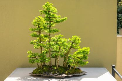 25 Japanese Larch Tree (Larix Kaempferi) Seeds