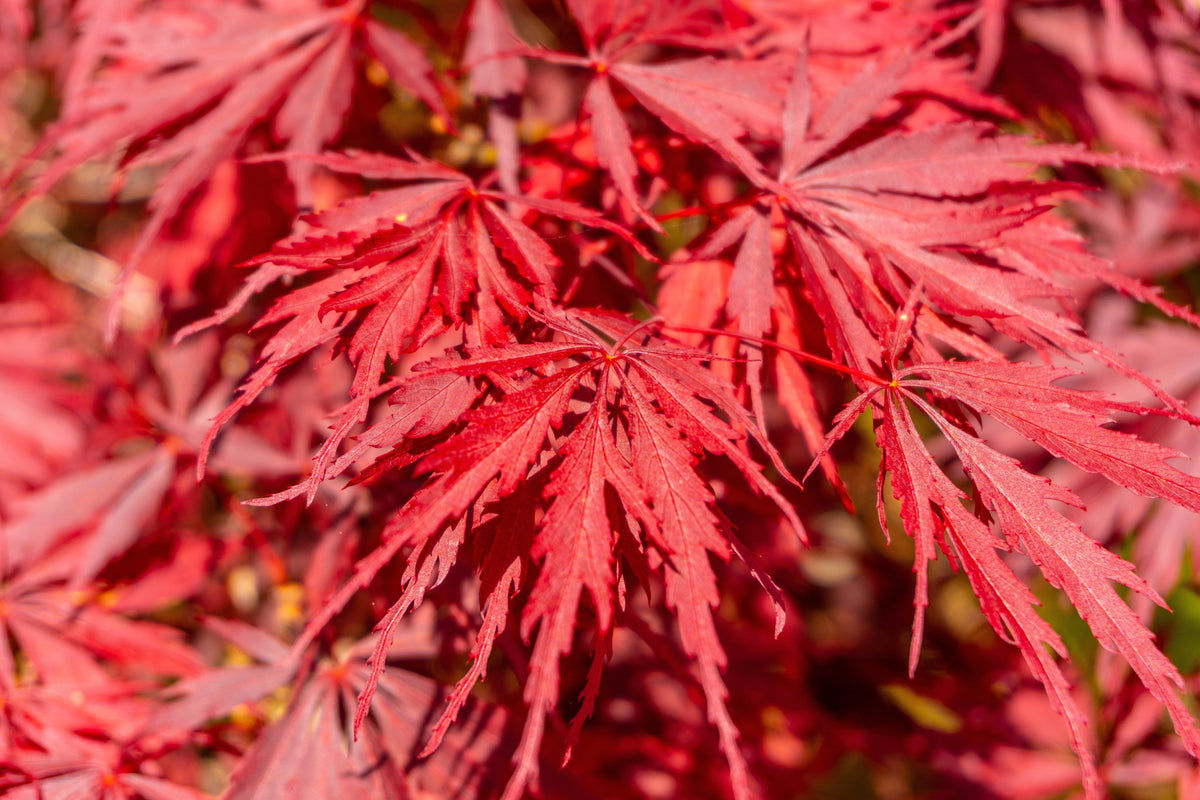 10 Japanese Maple (Acer Palmatum Dissectum) Seeds