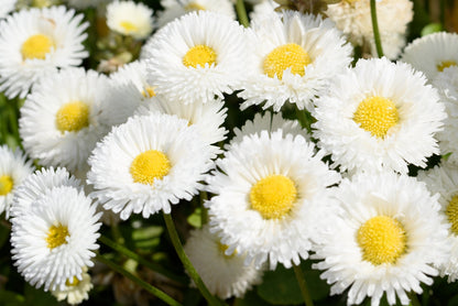 Dwarf White English Daisy (Bellis perennis) Seeds – 500 ct