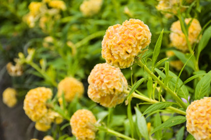 Coral Gardens Mix Celosia (Celosia argentea var. cristata) Seeds – 100 ct