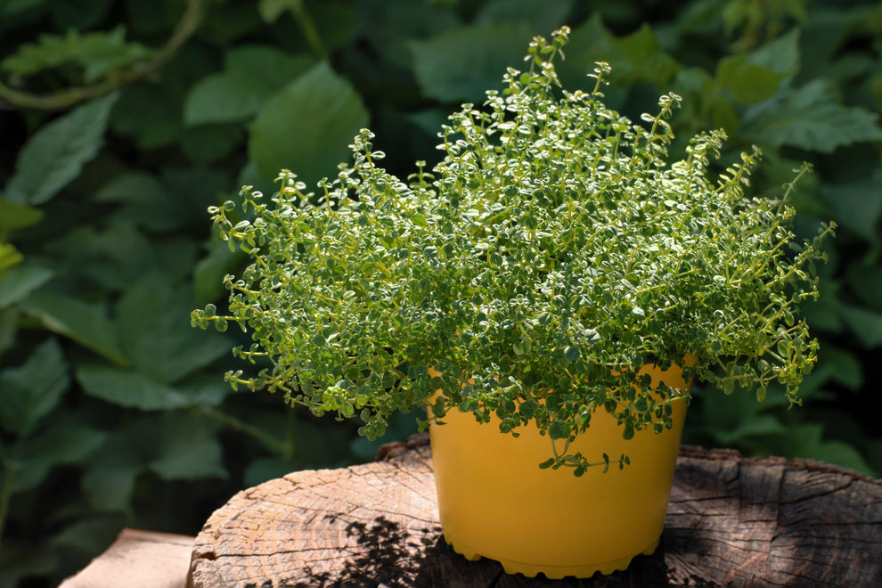 1000 Common GARDEN THYME English, German, French, or Winter Thymus Vul ...