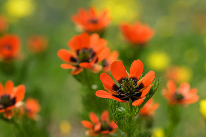 10 Adonis/Pheasant's Eye (Adonis Aestivalis) Seeds