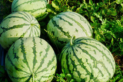 50 TENDERSWEET ORANGE WATERMELON Orange Flesh Citrullus Lanatus Fruit Melon Seeds