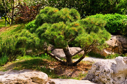 10 Japanese Black Pine Tree (Pinus Thunbergii) Seeds