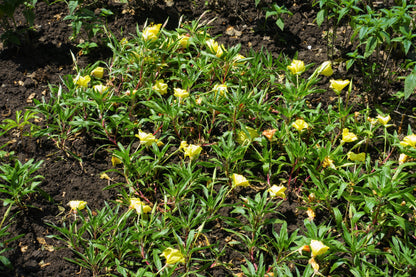150 Dwarf Evening Primrose (Oenothera Macrocarpa syn. Missouriensis) Seeds