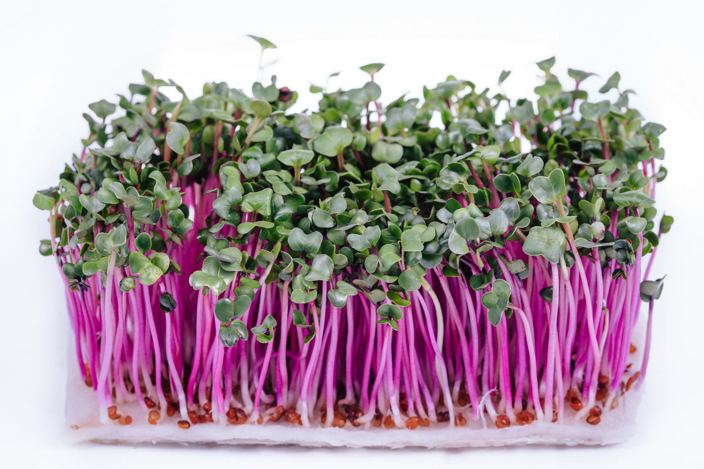 100 China Rose Radish (Raphanus Sativus) Seeds