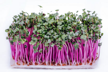 100 China Rose Radish (Raphanus Sativus) Seeds