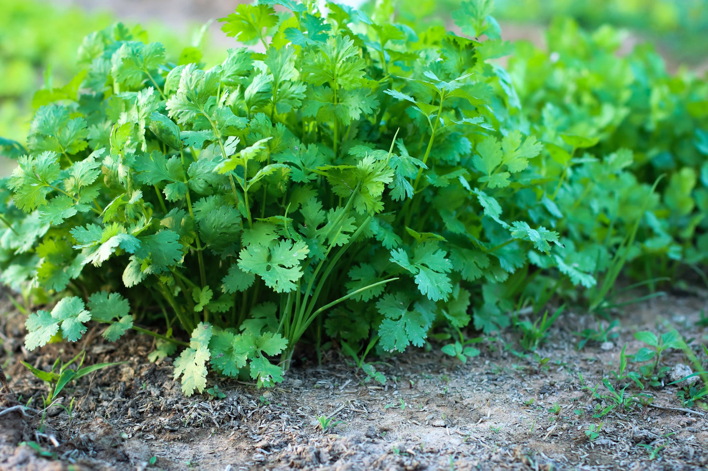 100 Fiesta Green Cilantro / Coriander (Coriandrum Sativum) Seeds