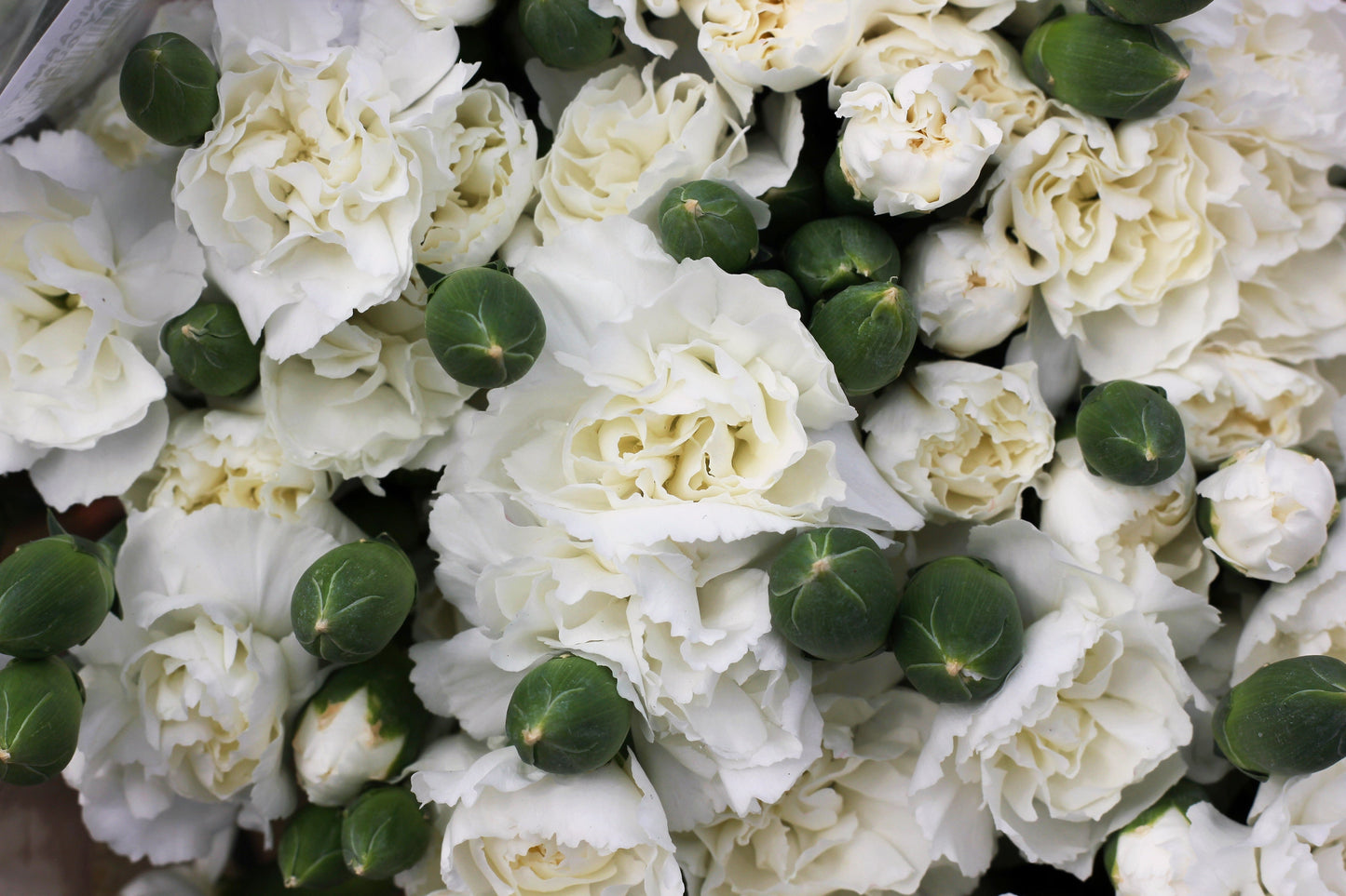 50 White Carnation (Dianthus Caryophyllus) Seeds