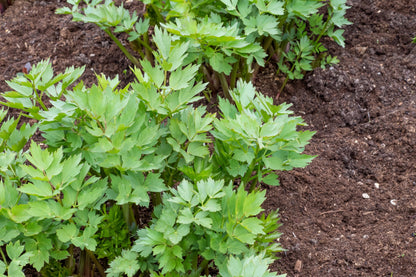 50 LOVAGE Levistucum Officinale - Flavor like celery & anise - Herb Flower Seeds