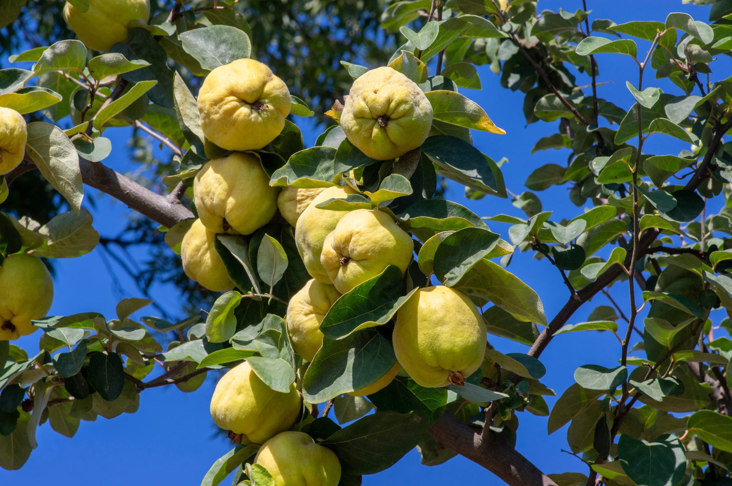 20 Common Culinary Quince (Cydonia Oblonga) Seeds