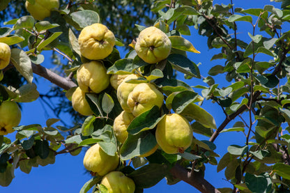 20 Common Culinary Quince (Cydonia Oblonga) Seeds