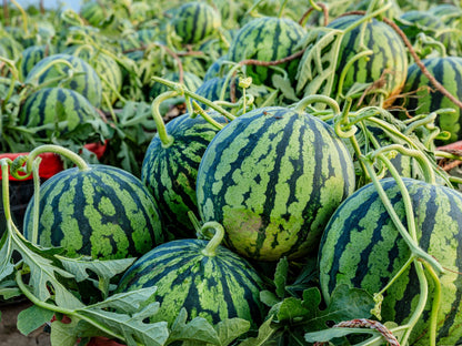 50 TENDERSWEET ORANGE WATERMELON Orange Flesh Citrullus Lanatus Fruit Melon Seeds