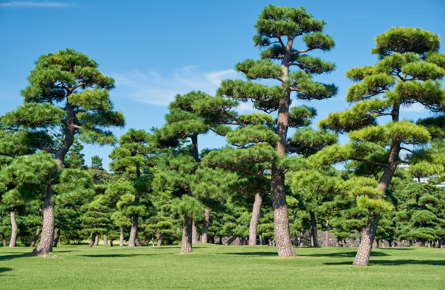 10 Japanese Black Pine Tree (Pinus Thunbergii) Seeds