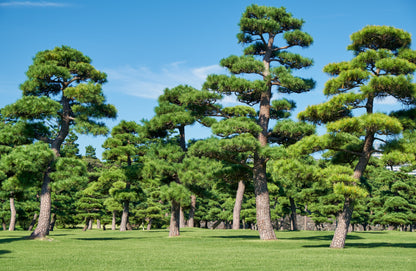 10 Japanese Black Pine Tree (Pinus Thunbergii) Seeds