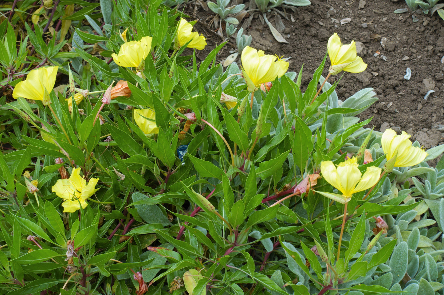 150 Dwarf Evening Primrose (Oenothera Macrocarpa syn. Missouriensis) Seeds