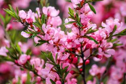 Dwarf Russian Almond (Prunus tenella) Seeds – 5 ct