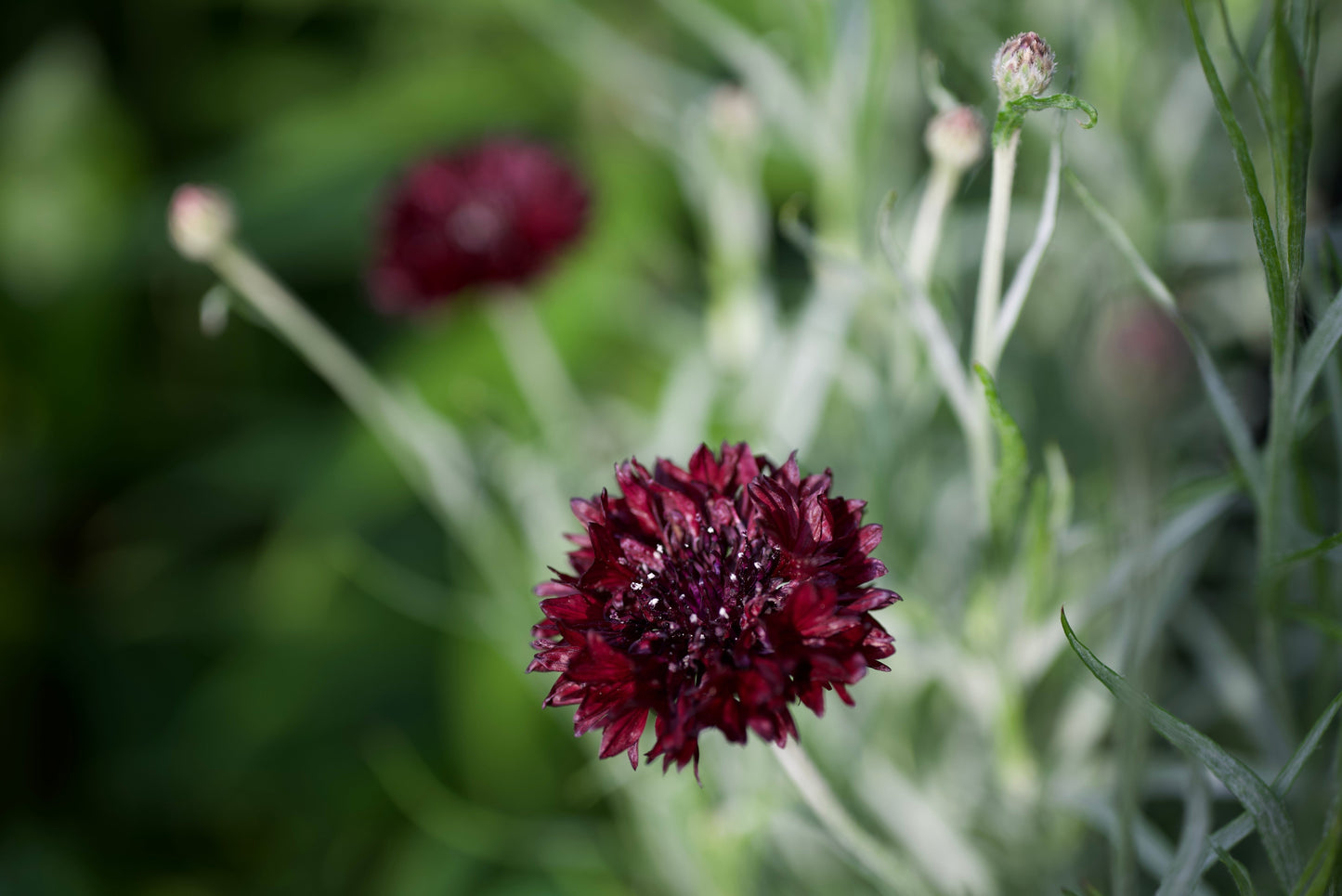 25 Bachelor's Button (Centaurea Cyanus) Seeds