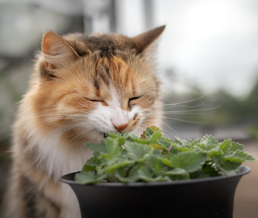 1000 HEIRLOOM CATNIP Nepeta Cataria Herb Flower Seeds