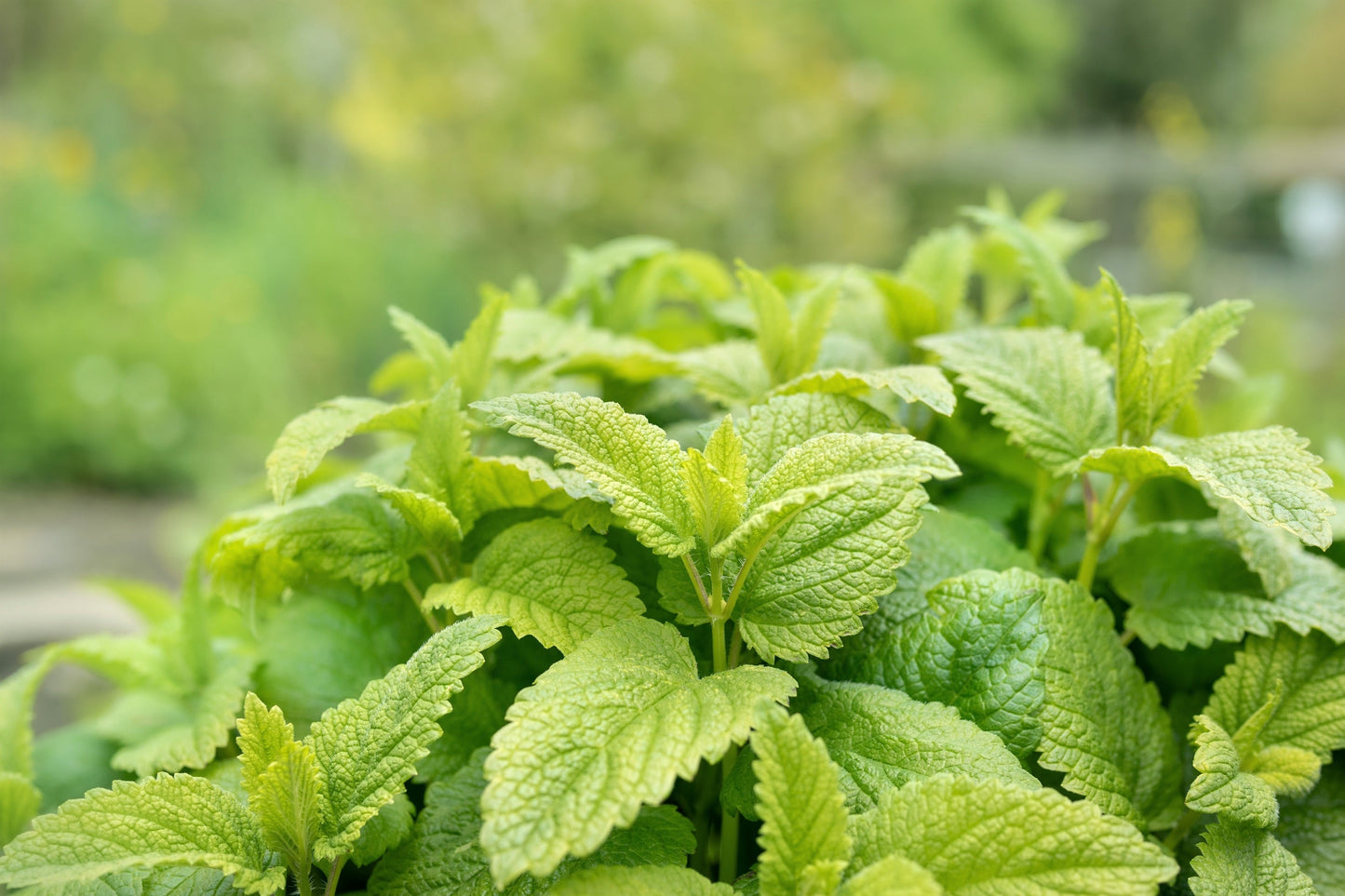 1500 Lemon Balm (Melissa Officinalis) Seeds