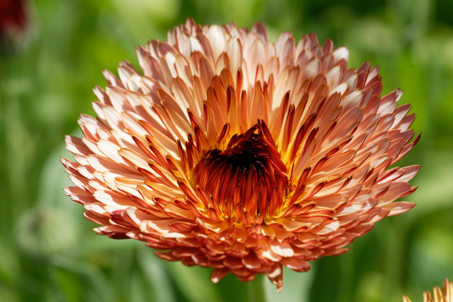 20 Zeolights Calendula (Calendula Officinalis) Seeds
