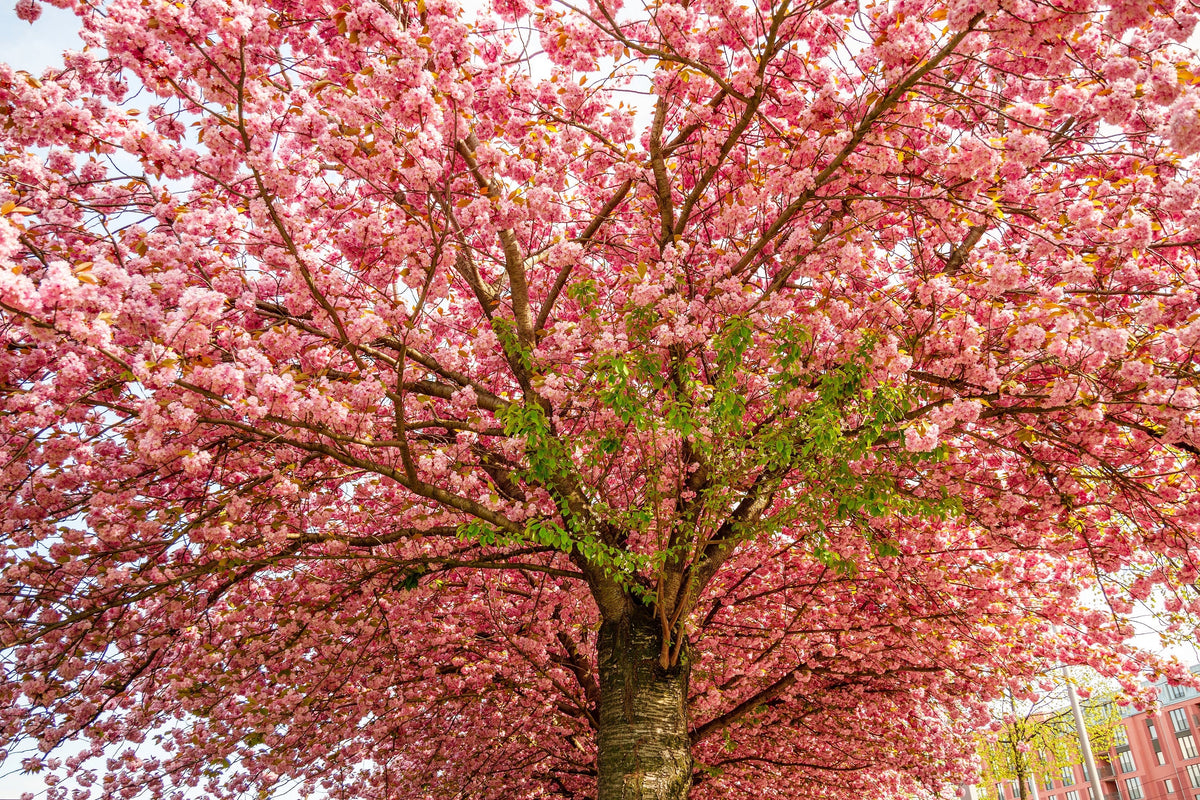 Japanese Flowering Cherry (Prunus serrulata) Seeds – 10 ct