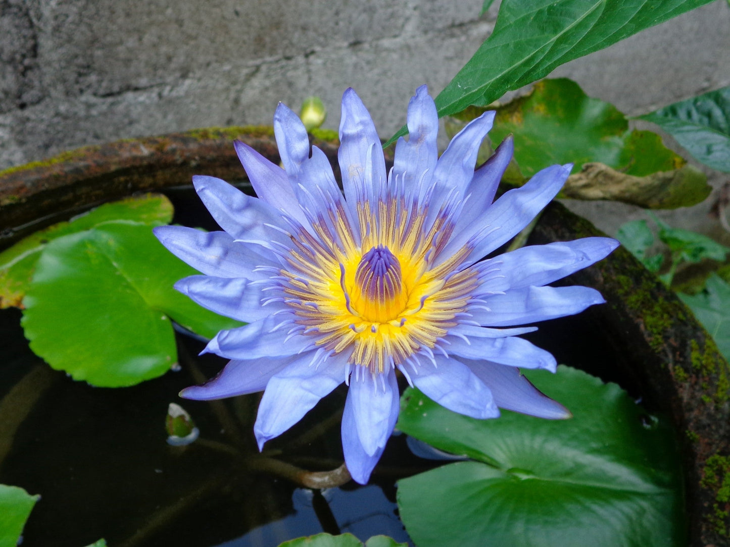 10 Blue Water Lily (Nymphaea Caerulea) Seeds