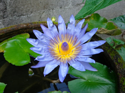 10 Blue Water Lily (Nymphaea Caerulea) Seeds