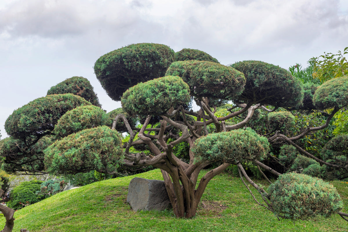 10 RED Japanese PINE TREE Korean Pinus Densiflora Evergreen Seeds