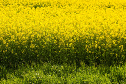 1000 Yellow Mustard (Brassica Juncea) Seeds