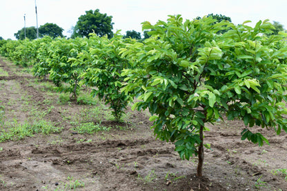 20 Guava Tree (Psidium Guajava) Seeds