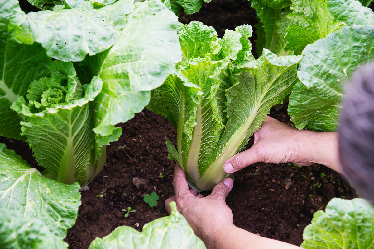 Michihili Chinese Cabbage (Brassica rapa var. pekinensis) Seeds – 500 ct