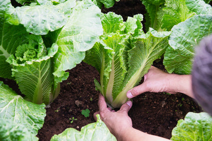 Michihili Chinese Cabbage (Brassica rapa var. pekinensis) Seeds – 500 ct