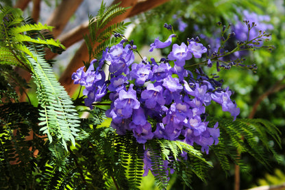 25 Blue Jacaranda Tree (Jacaranda Mimosifolia) Seeds