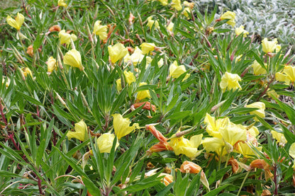 150 Dwarf Evening Primrose (Oenothera Macrocarpa syn. Missouriensis) Seeds