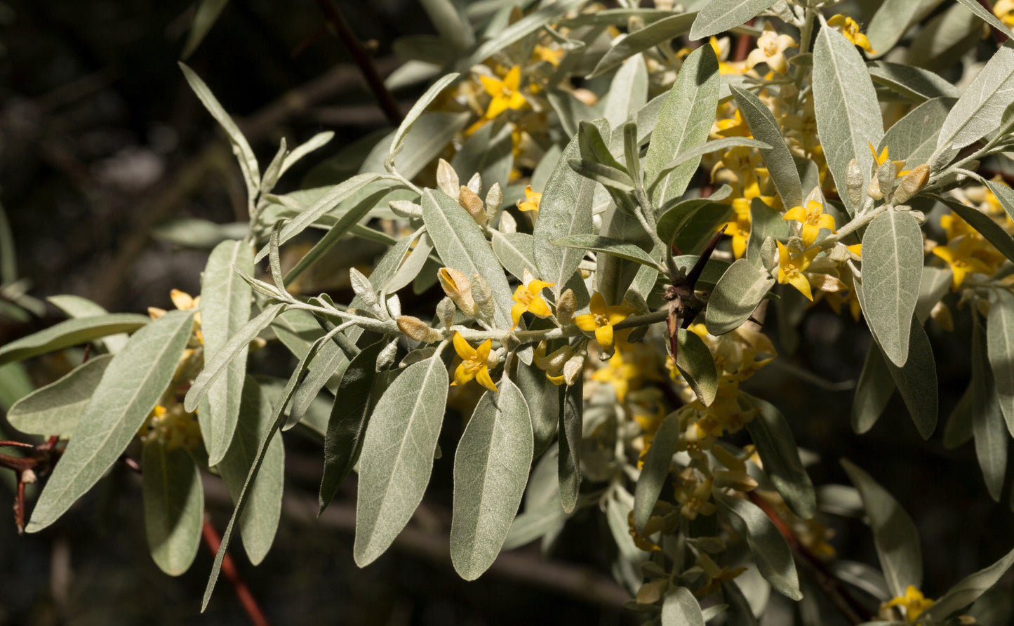 10 American Silverberry (Elaeagnus Commutata) Seeds